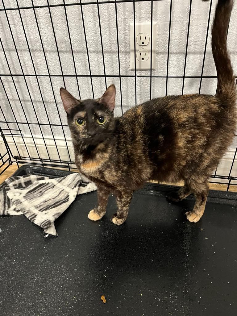 Shiloh, Adopted, Young Female Domestic Short Hair.