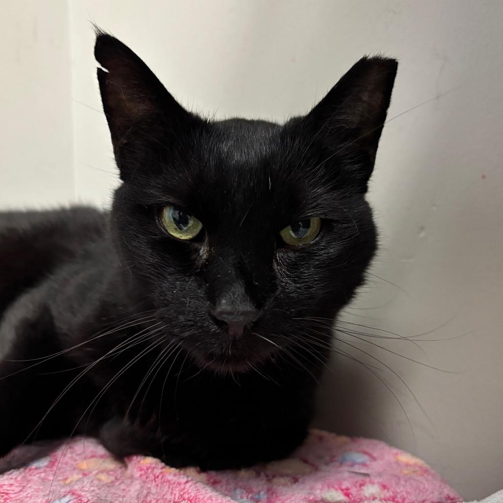 Auzi, Adoptable, Senior Male Domestic Short Hair.