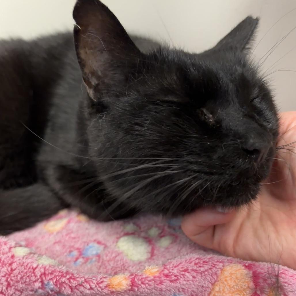 Enlarge Auzi, a Adoptable Domestic Short Hair in Murray, UT image 2/3