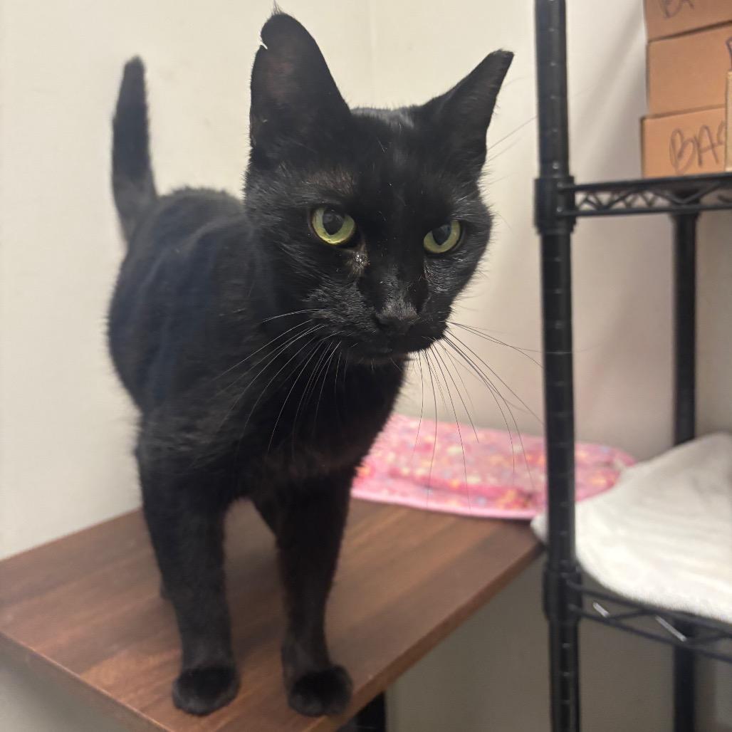 Enlarge Auzi, a Adoptable Domestic Short Hair in Murray, UT image 3/3