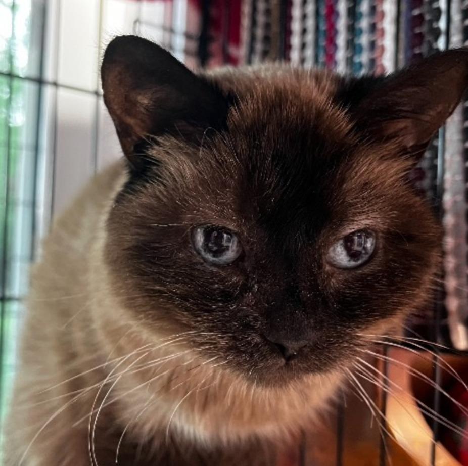 Tia, Adoptable, Senior Female Siamese.