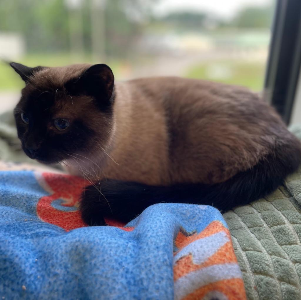 Tia, a Adoptable Siamese in South Bend, IN image 2/5