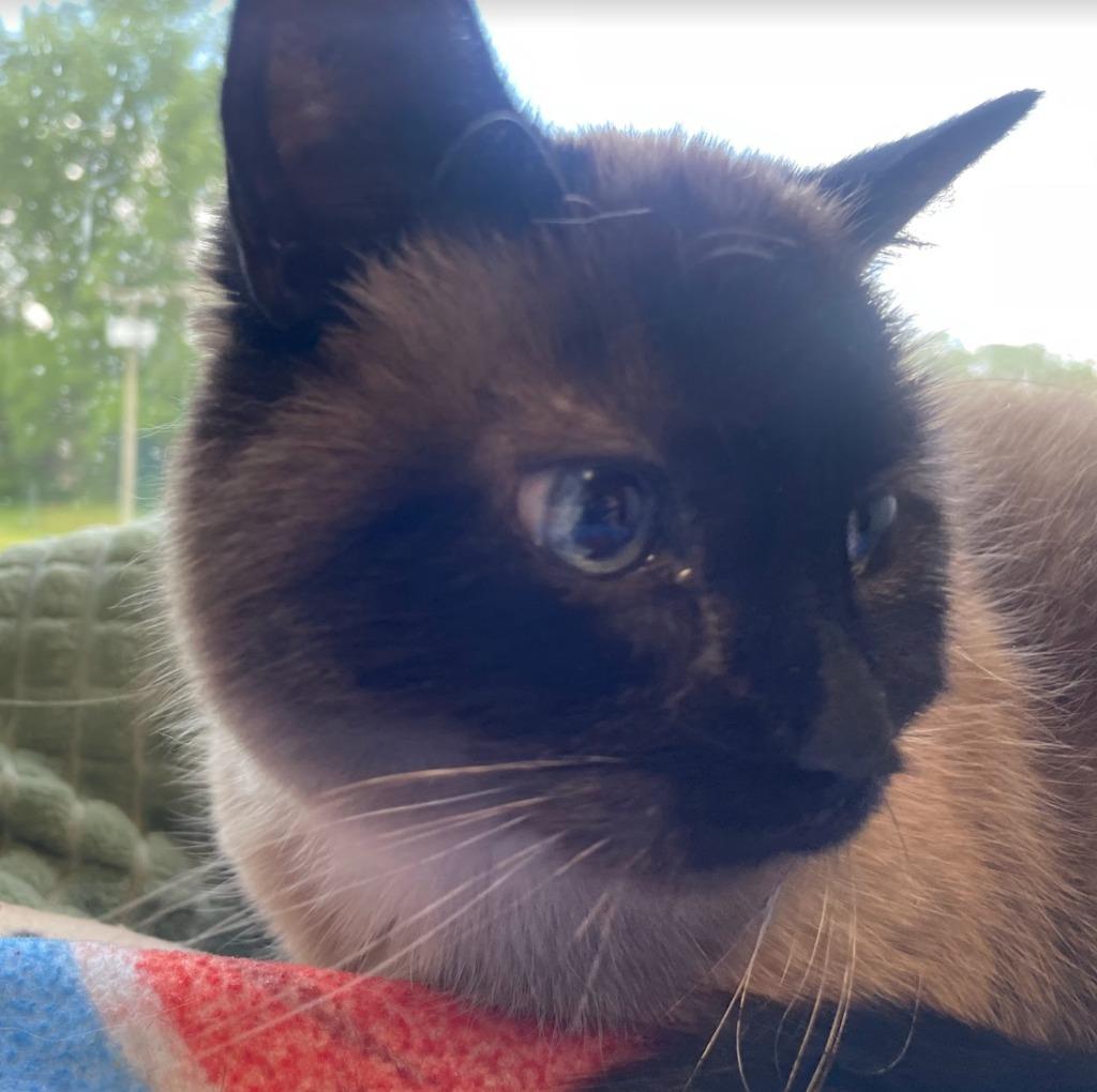 Tia, Adoptable, Senior Female Siamese.