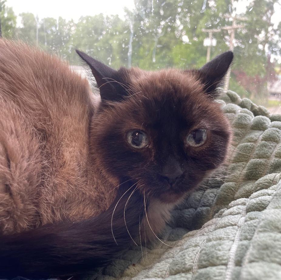 Enlarge Tia, a Adoptable Siamese in South Bend, IN image 4/5