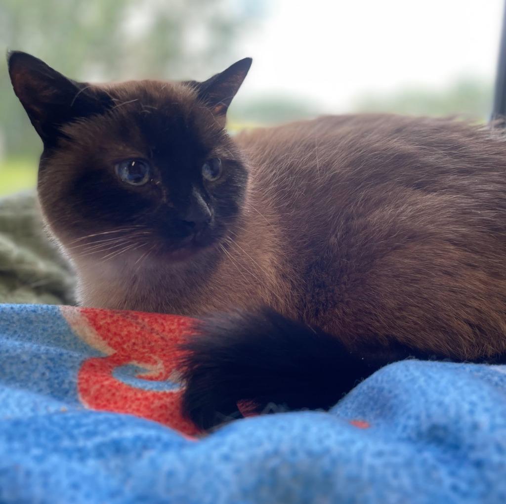 Tia, a Adoptable Siamese in South Bend, IN image 4/5