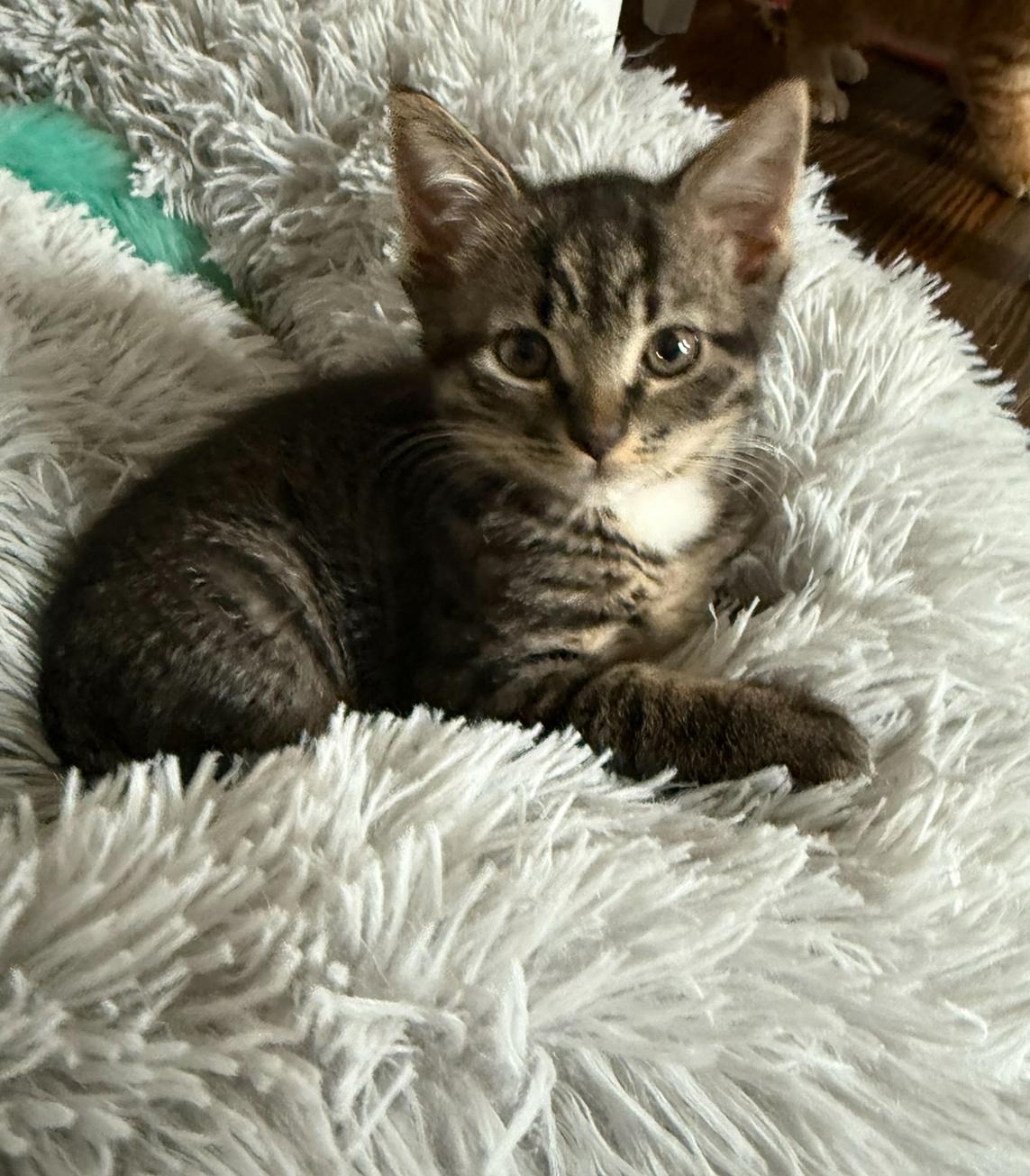 Meeku, ADOPTABLE, Kitten Male Domestic Short Hair.