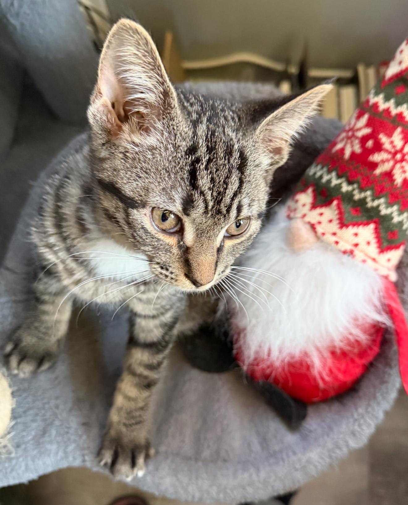 Enlarge Meeku, an adopted Domestic Short Hair in Highland, IN image 4/4