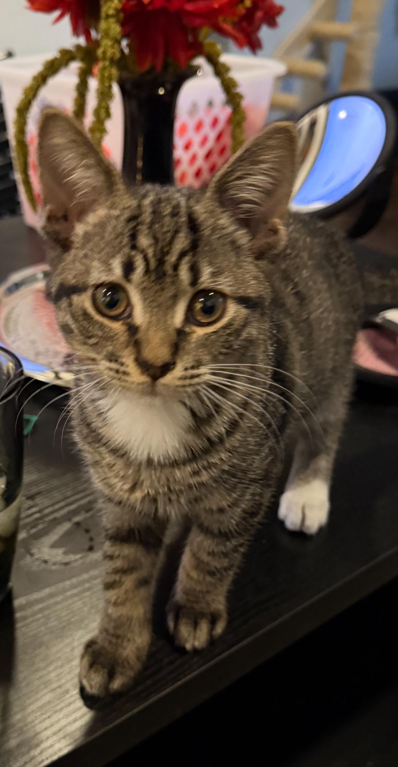 Enlarge Meeku, an adopted Domestic Short Hair in Highland, IN image 2/4