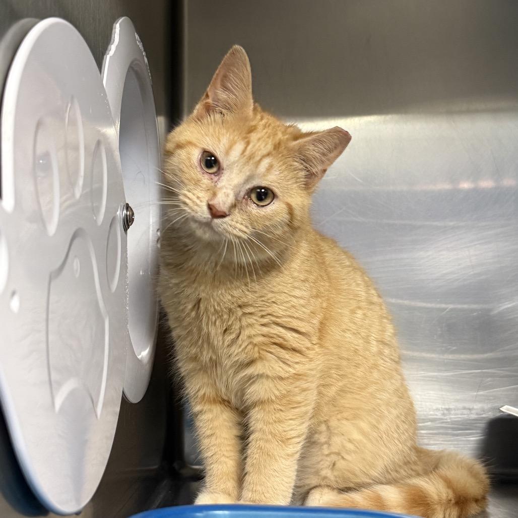 Tuna (Lego 5) — thumbnail 2