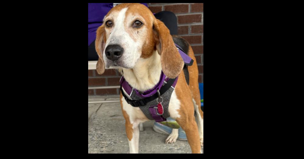 Mabel, a Adoptable Coonhound in Greenbelt, MD image 1/2