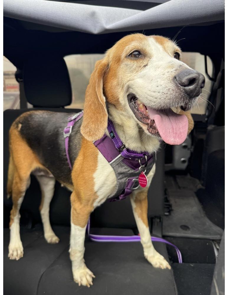 Mabel, a Adoptable Coonhound in Greenbelt, MD image 2/2