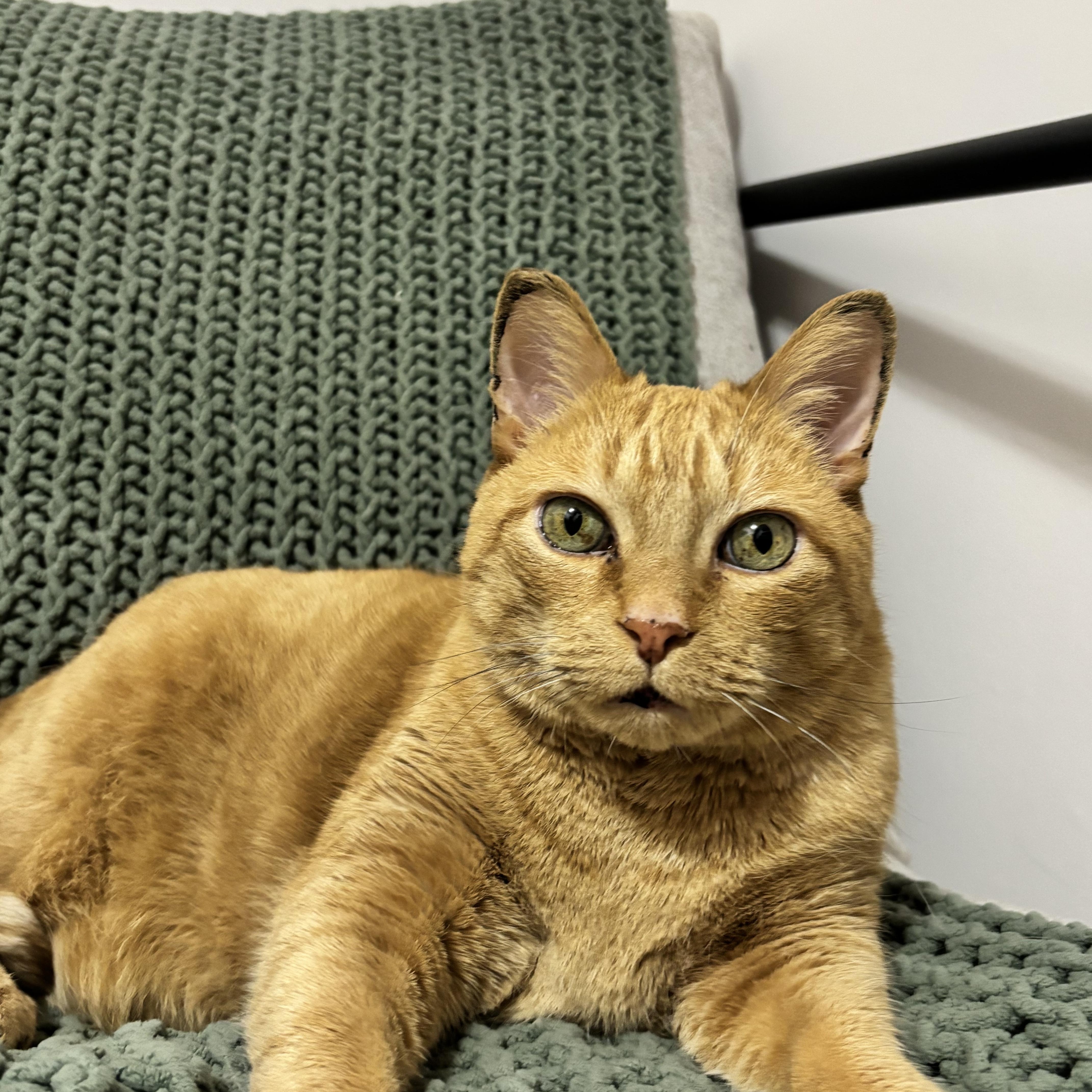 Enlarge Tigger, a ADOPTABLE Domestic Short Hair in Melfort, SK image 2/2