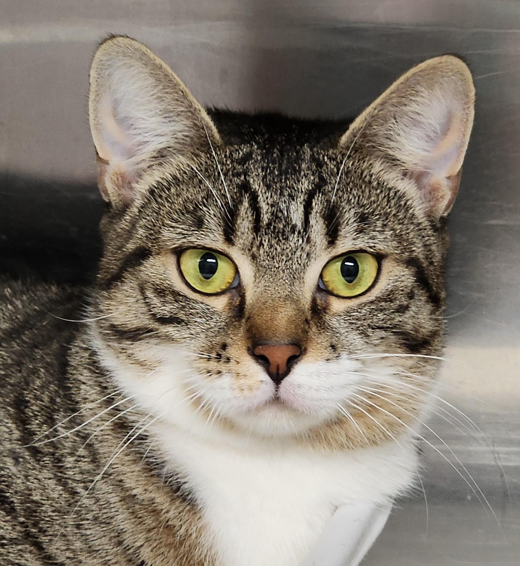 Maggie, Adopted, Young Female Tabby.