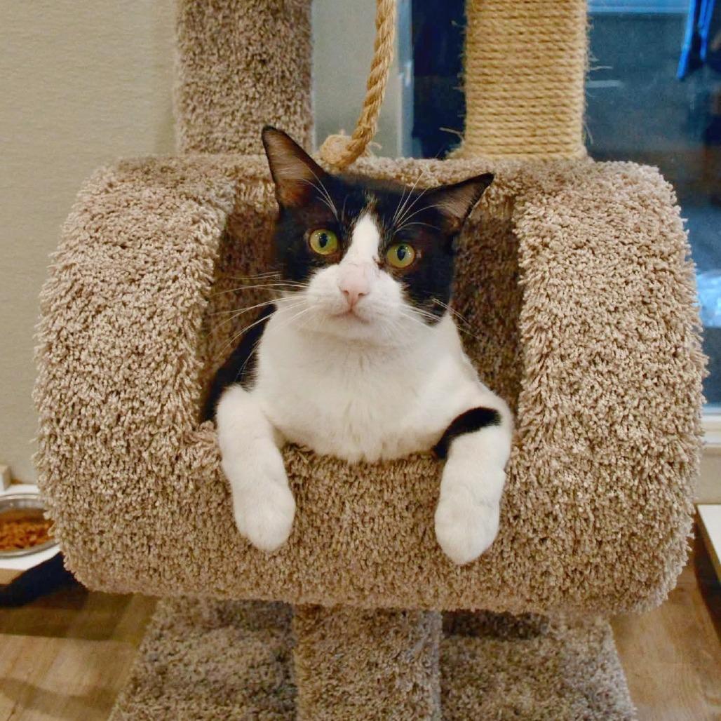 Enlarge Oscar, a Adoptable Domestic Short Hair in Saint Charles, MO image 1/5