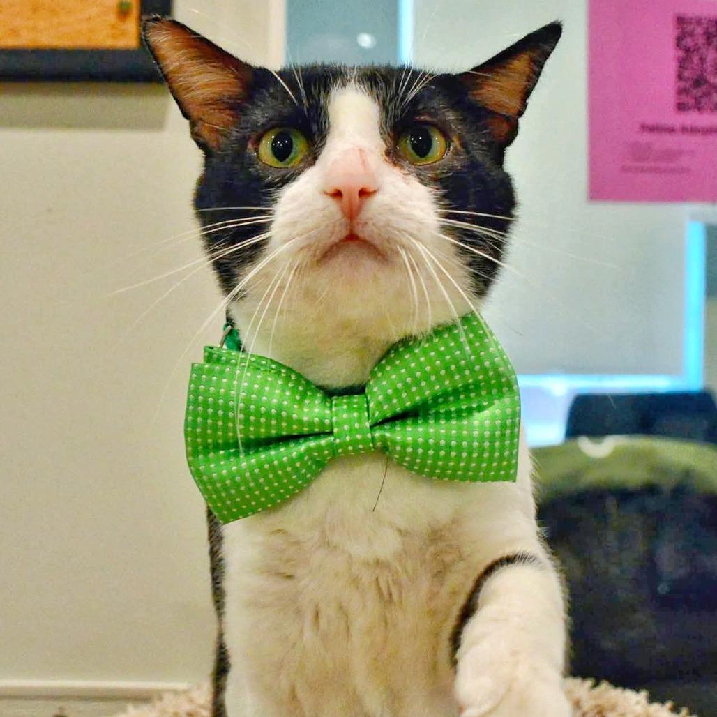 Enlarge Oscar, a Adoptable Domestic Short Hair in Saint Charles, MO image 2/5