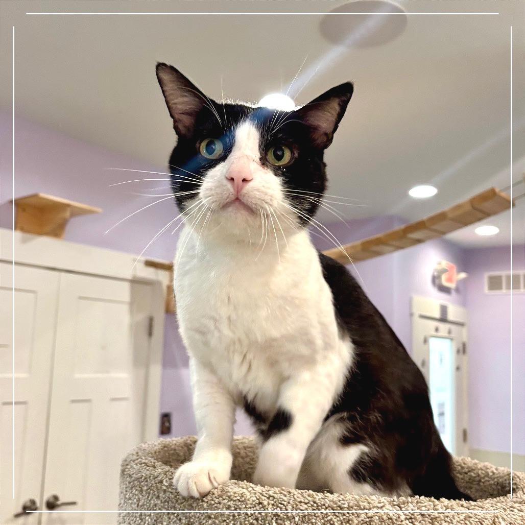 Enlarge Oscar, a Adoptable Domestic Short Hair in Saint Charles, MO image 3/5