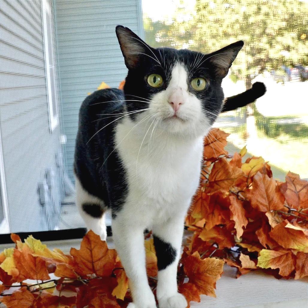 Enlarge Oscar, a Adoptable Domestic Short Hair in Saint Charles, MO image 4/5