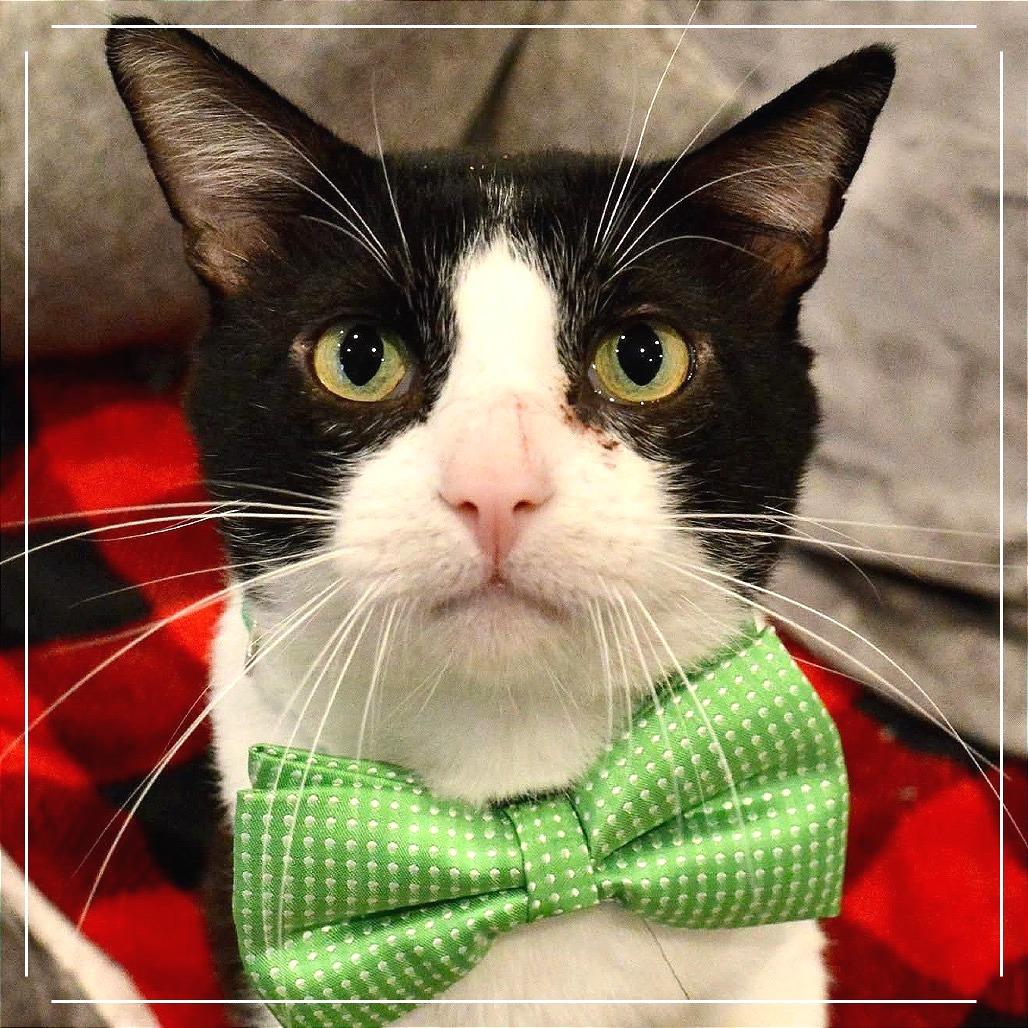 Enlarge Oscar, a Adoptable Domestic Short Hair in Saint Charles, MO image 5/5