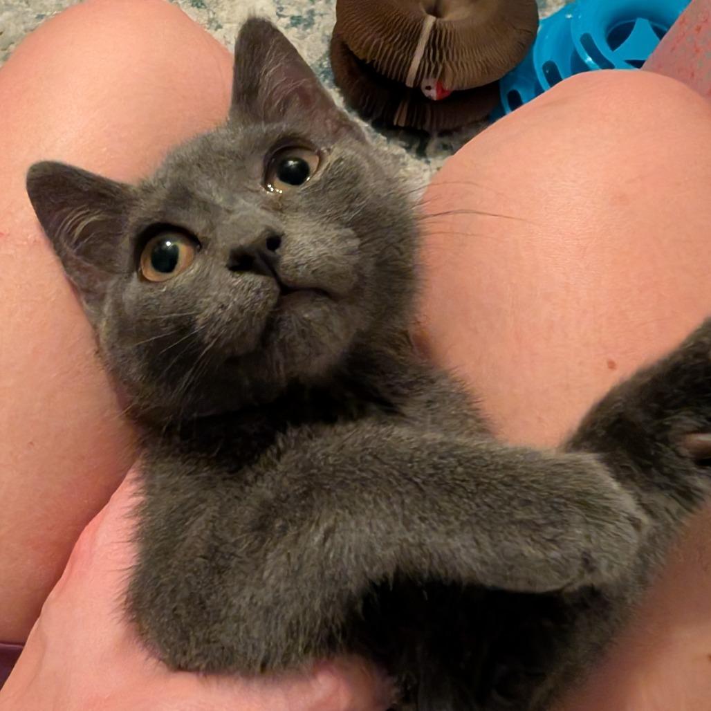 0925-210 Mew, Adoptable, Young Female Domestic Short Hair.