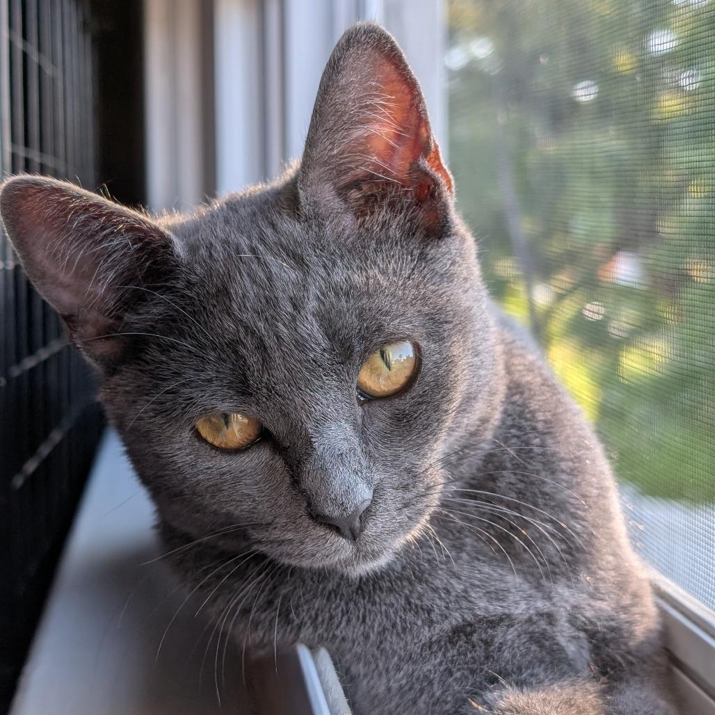 Enlarge 0925-210 Mew, a Adoptable Domestic Short Hair in Abingdon, MD image 2/4