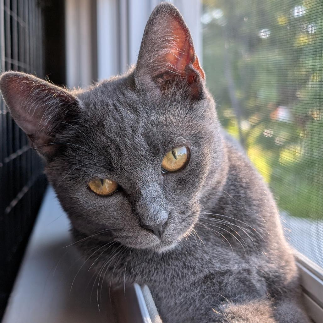 Enlarge 0925-210 Mew, a Adoptable Domestic Short Hair in Abingdon, MD image 4/4