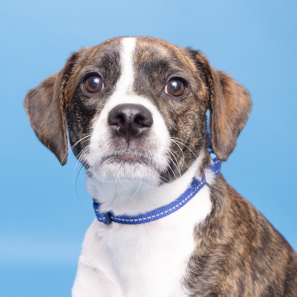 Kai, Adoptable, Adult Male Mixed Breed.