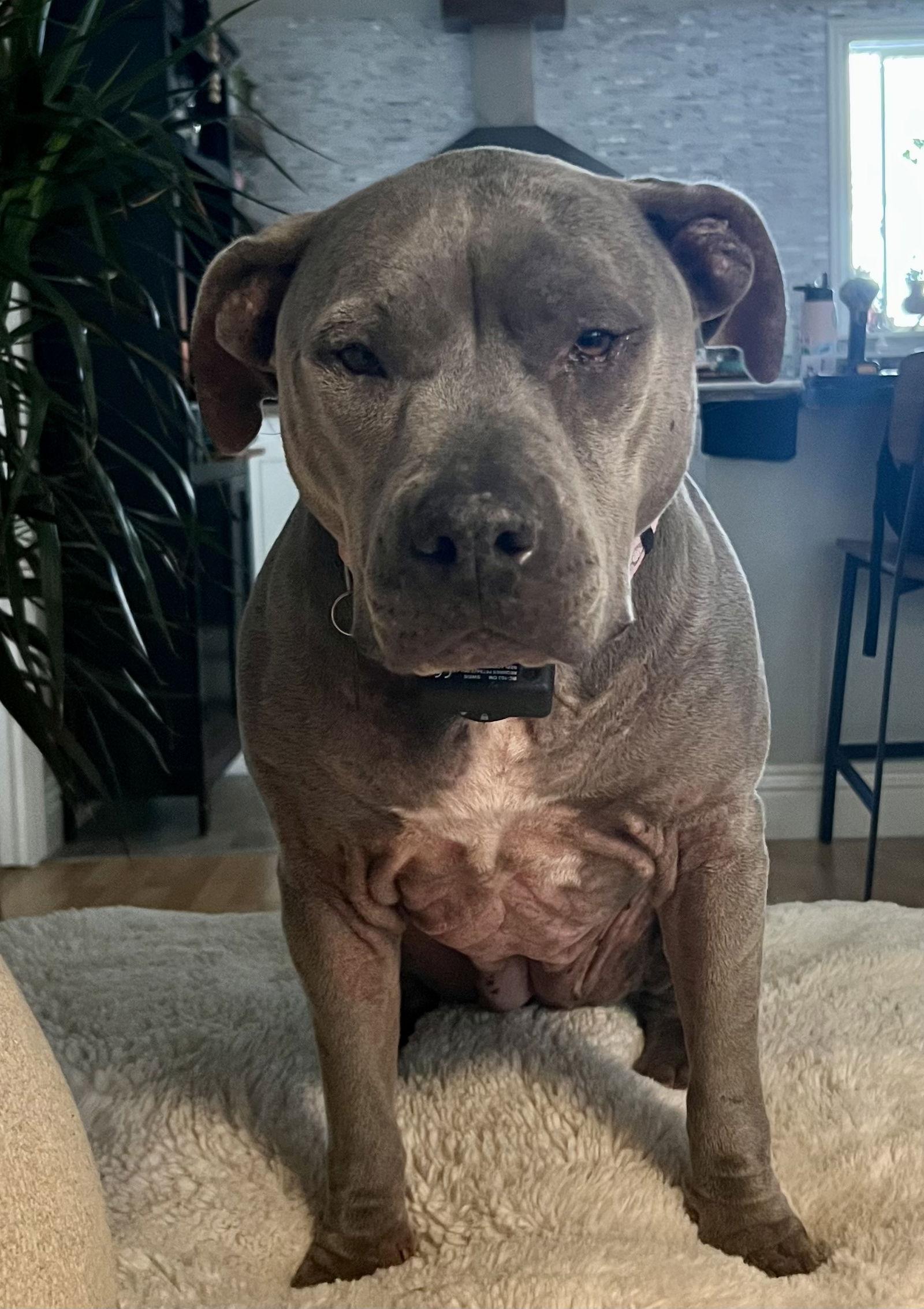 Dixie, Adoptable, Adult Female Pit Bull Terrier.