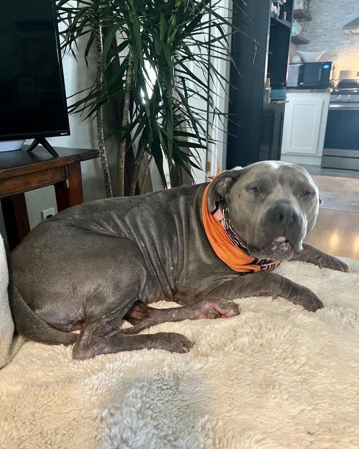 Enlarge Dixie, a Adoptable Pit Bull Terrier in Mission Viejo, CA image 2/5