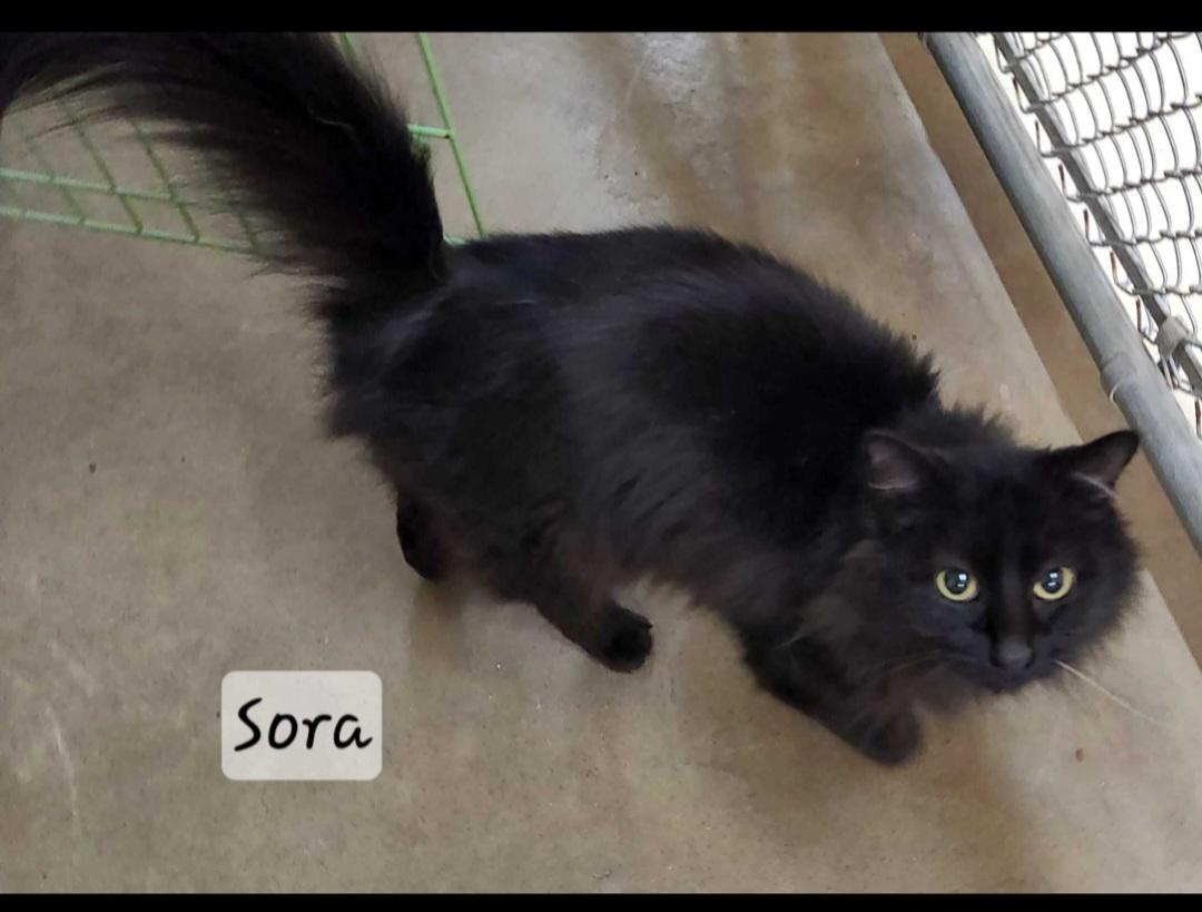 Sora, ADOPTABLE, Adult Female Domestic Long Hair.