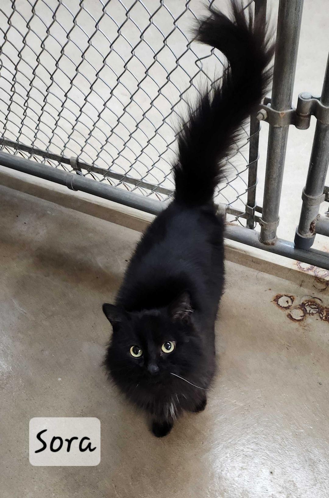 Enlarge Sora, a ADOPTABLE Domestic Long Hair in Durand, WI image 2/2