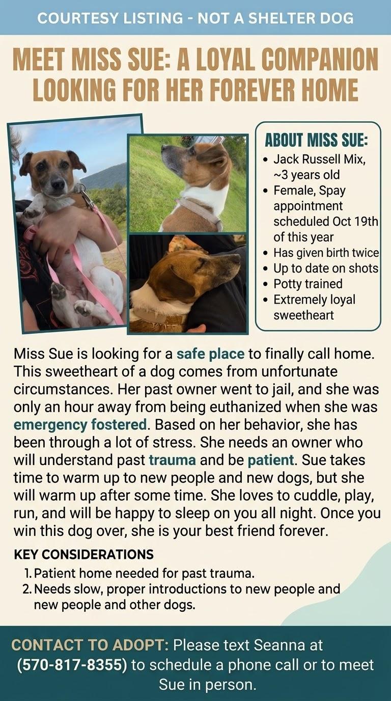 Miss Sue, Adoptable, Young Female Jack Russell Terrier.