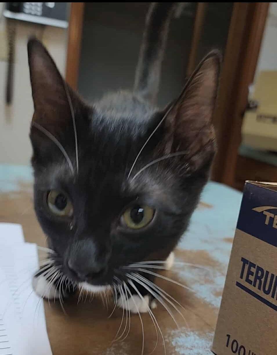 Enlarge Truman, a Adopted mixed breed in Pineville, LA image 1/3