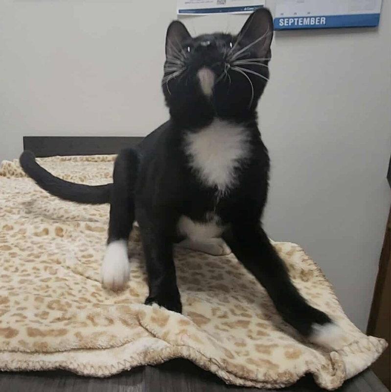 Enlarge Truman, a Adopted mixed breed in Pineville, LA image 2/3