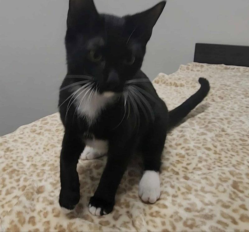 Enlarge Truman, a Adopted mixed breed in Pineville, LA image 3/3