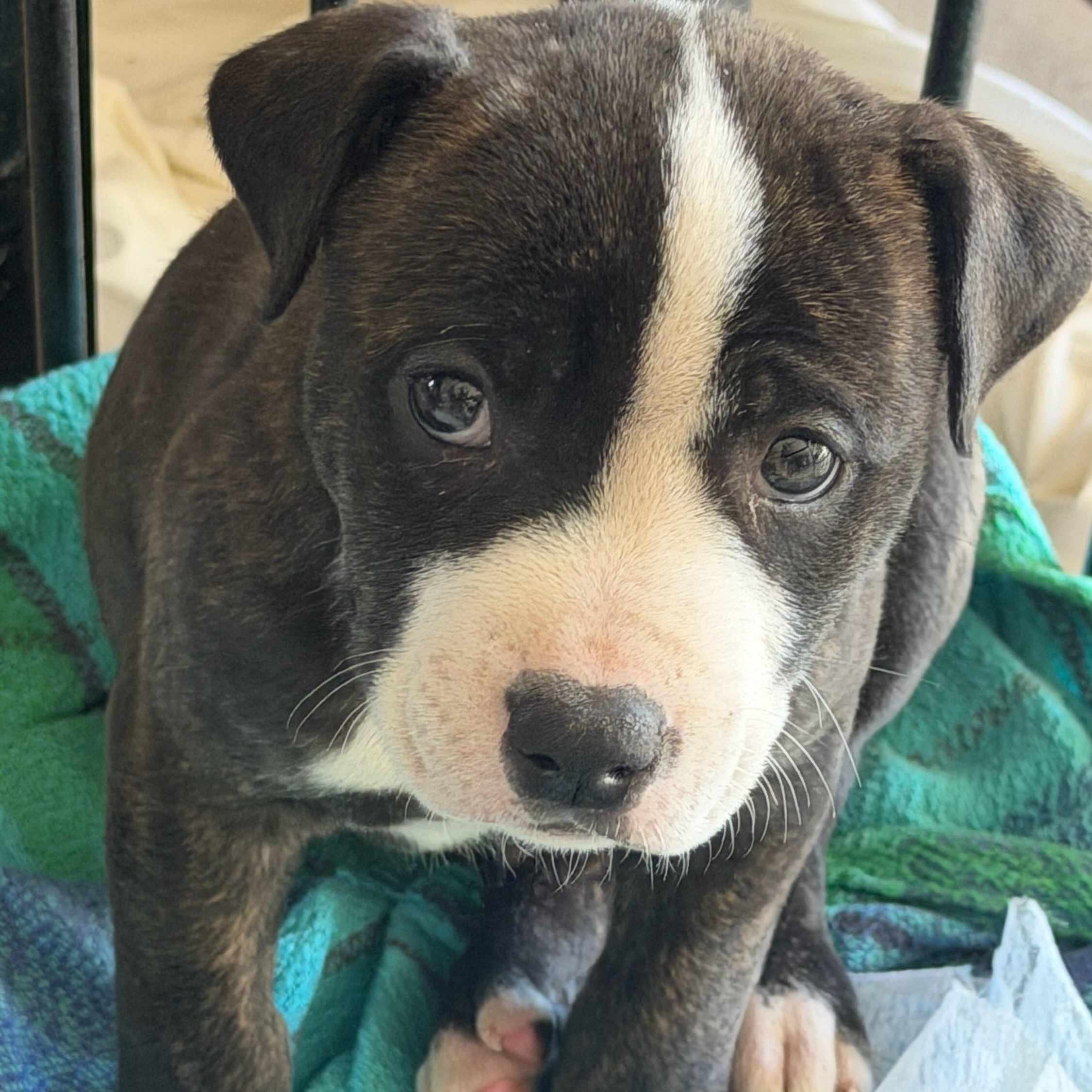 Yogi, Adopted, Puppy Male Staffordshire Bull Terrier.