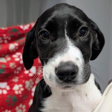 Enlarge LITE BRIGHT, a Adoptable Mixed Breed in Cranston, RI image 2/3