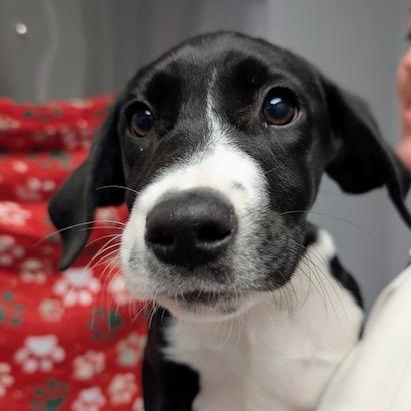 Enlarge LITE BRIGHT, a Adoptable Mixed Breed in Cranston, RI image 3/3