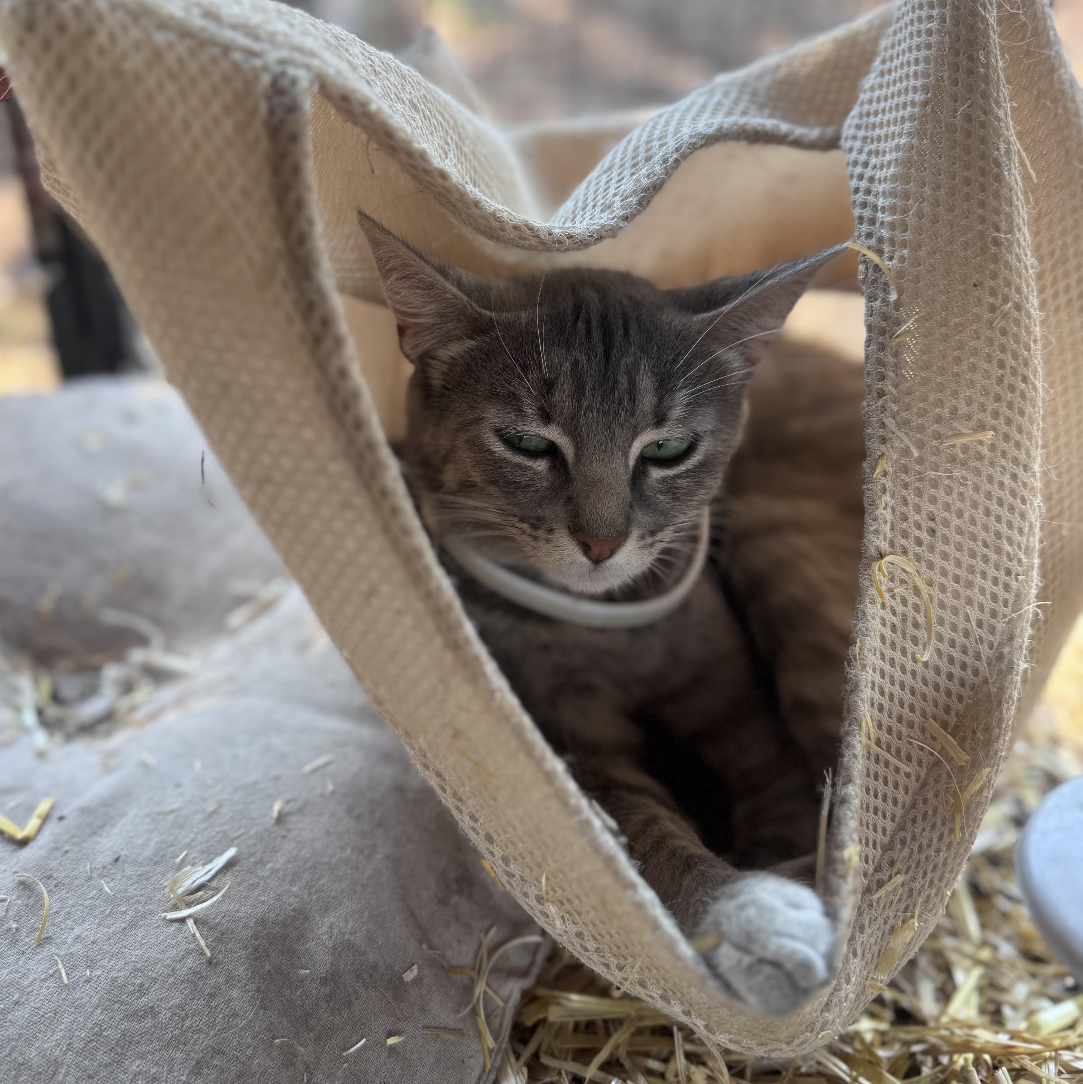 Princess Donut, a ADOPTABLE mixed breed in Carson, NM image 2/2