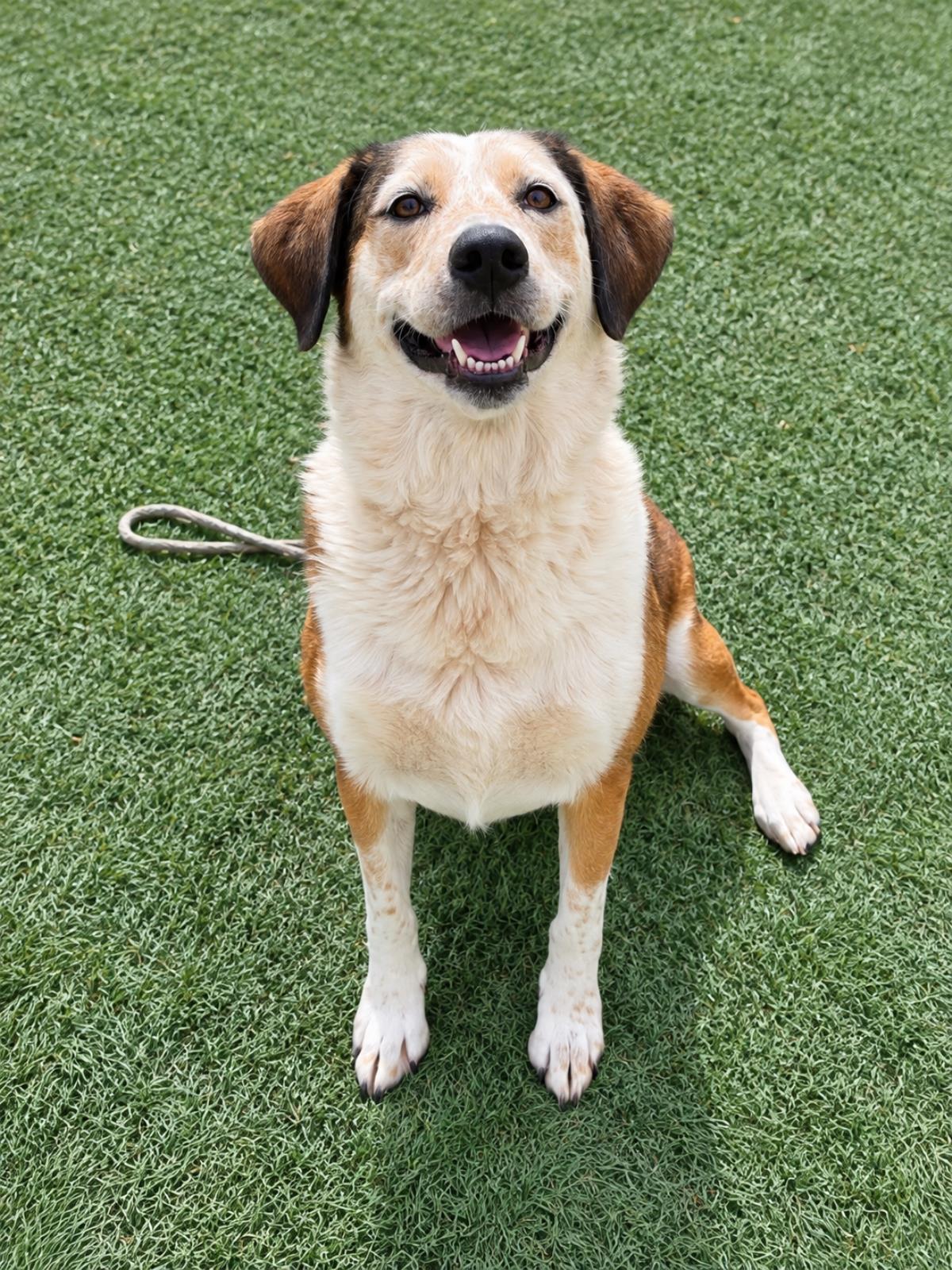 Maggie-$75 Adoption Fee Diamond Dog!, Adoptable, Adult Female Australian Cattle Dog / Blue Heeler & Spaniel.