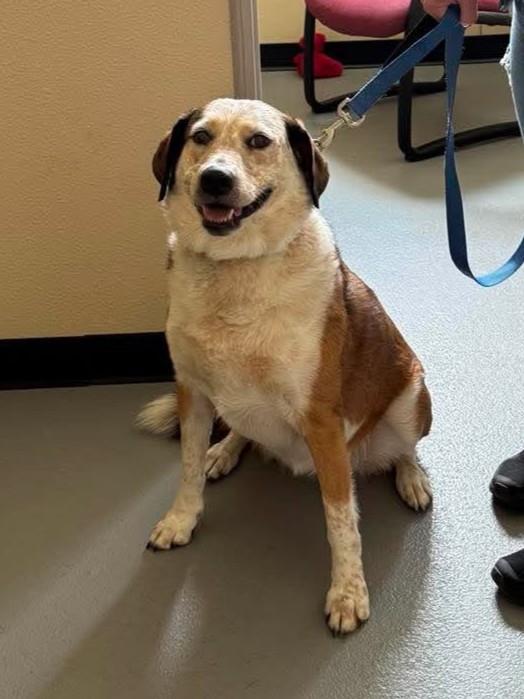 Maggie, Adoptable, Adult Female Australian Cattle Dog / Blue Heeler & Spaniel.