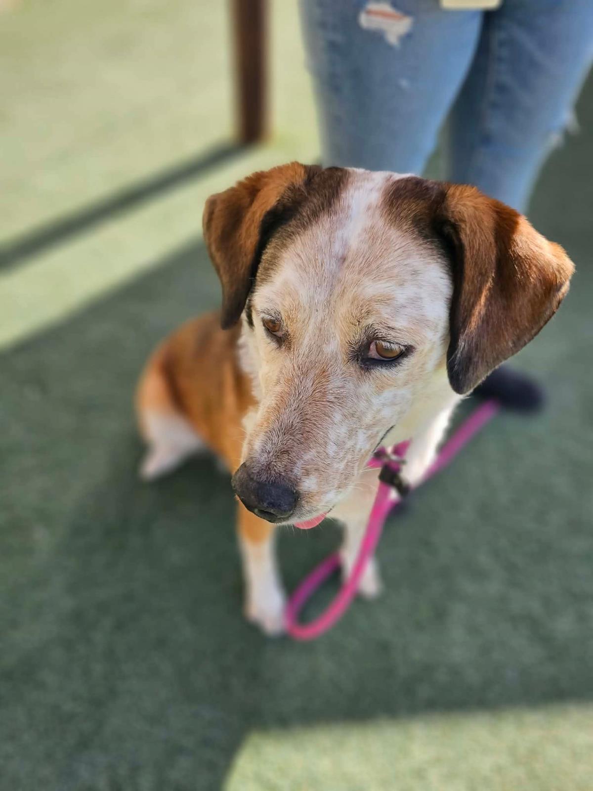 Enlarge Maggie-$75 Adoption Fee Diamond Dog!, a Adoptable mixed breed in Rockwall, TX image 3/3