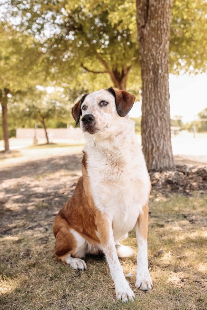 Enlarge Maggie, a Adoptable mixed breed in Rockwall, TX image 2/3