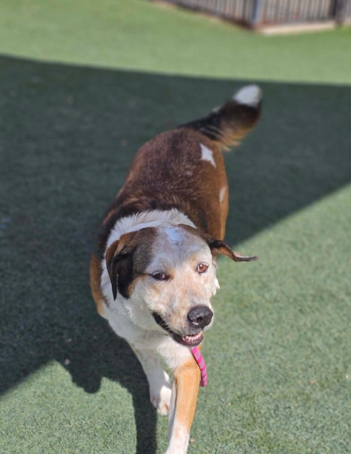 Enlarge Maggie, a Adoptable mixed breed in Rockwall, TX image 3/3