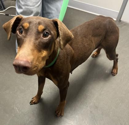 Enlarge Riley, a Adoptable mixed breed in Fresno, CA image 1/1