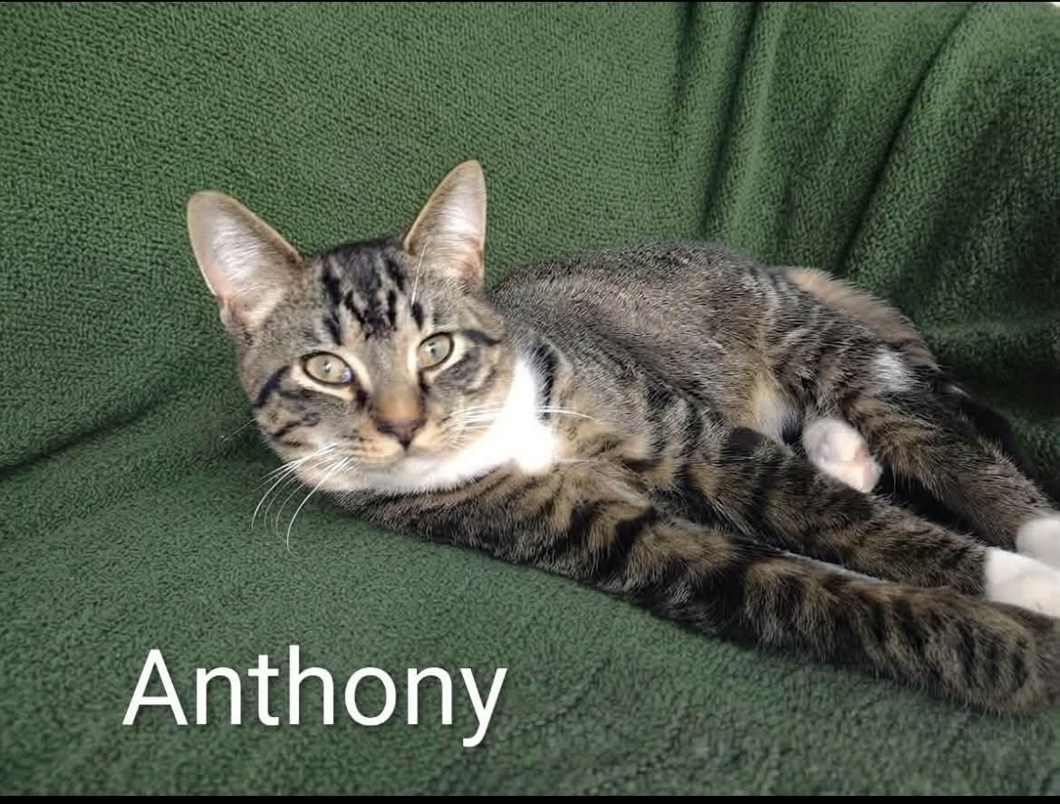 Anthony, Adoptable, Kitten Male Tabby.