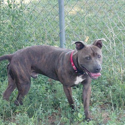 Enlarge Cash, a Adoptable mixed breed in Aberdeen, SD image 1/3