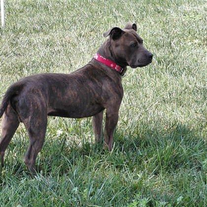 Enlarge Cash, a Adoptable mixed breed in Aberdeen, SD image 2/3