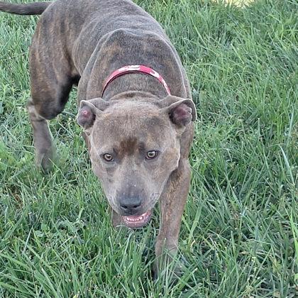 Enlarge Cash, a Adoptable mixed breed in Aberdeen, SD image 3/3
