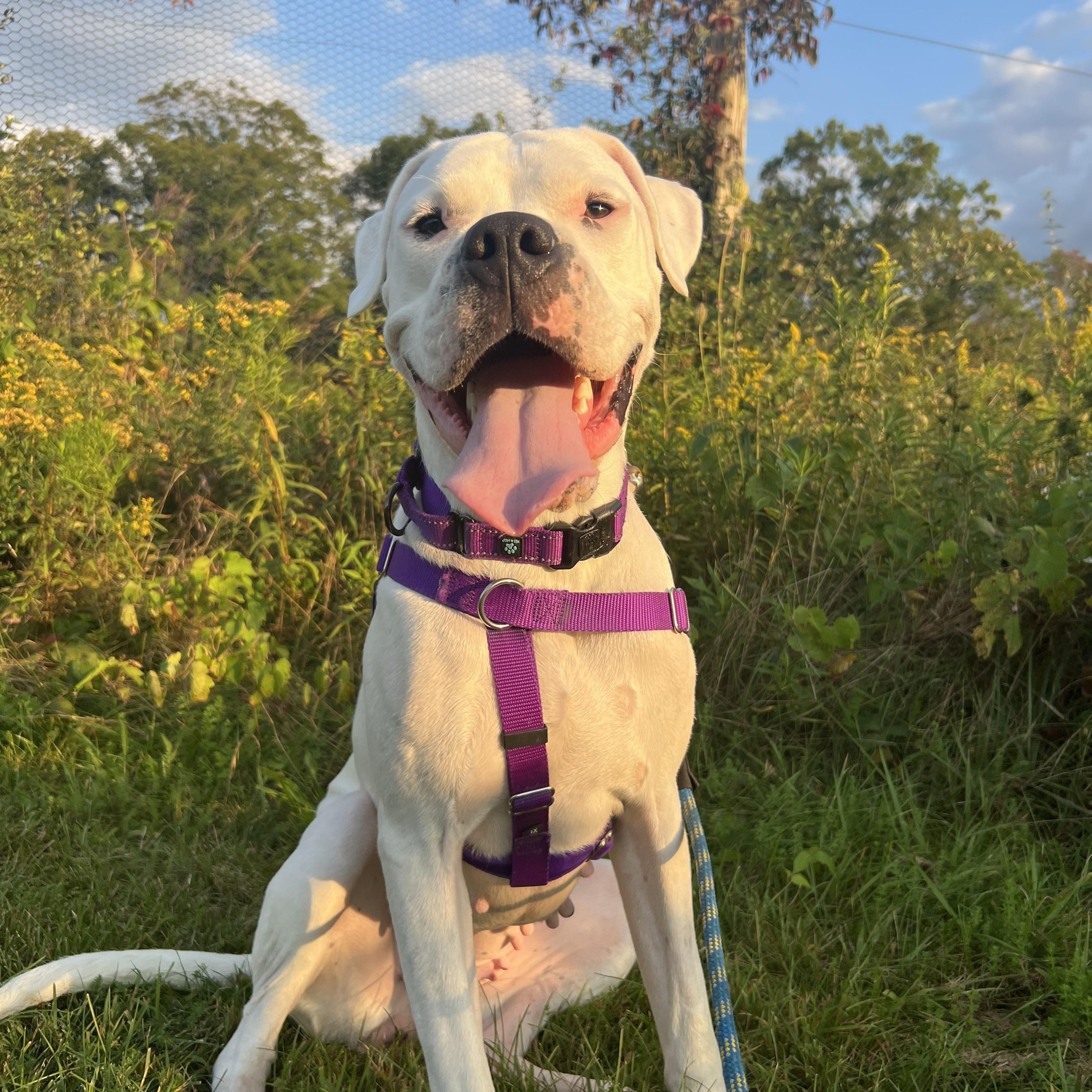 Sweet, sweet SKY!, Adoptable, Adult Female Dogo Argentino.
