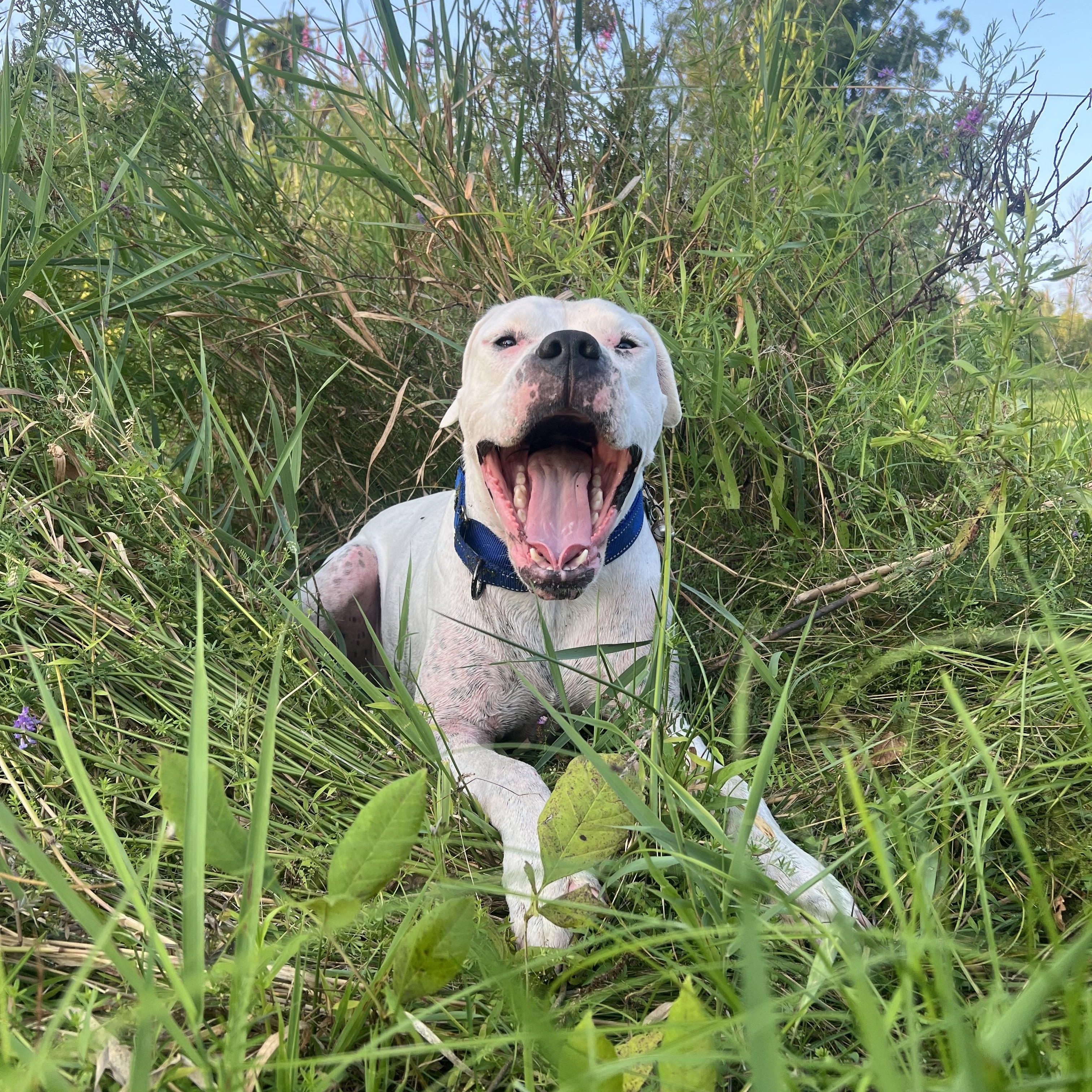 Enlarge Sweet, sweet SKY!, a Adoptable Dogo Argentino in Germantown, NY image 6/6